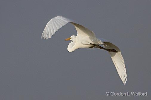 Egret In Flight_29079.jpg - Great Egret (Ardea alba)Photographed along the Gulf coast near Port Lavaca, Texas, USA.